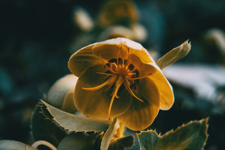 Orange and yellow helleborus viridis flowers in the nature